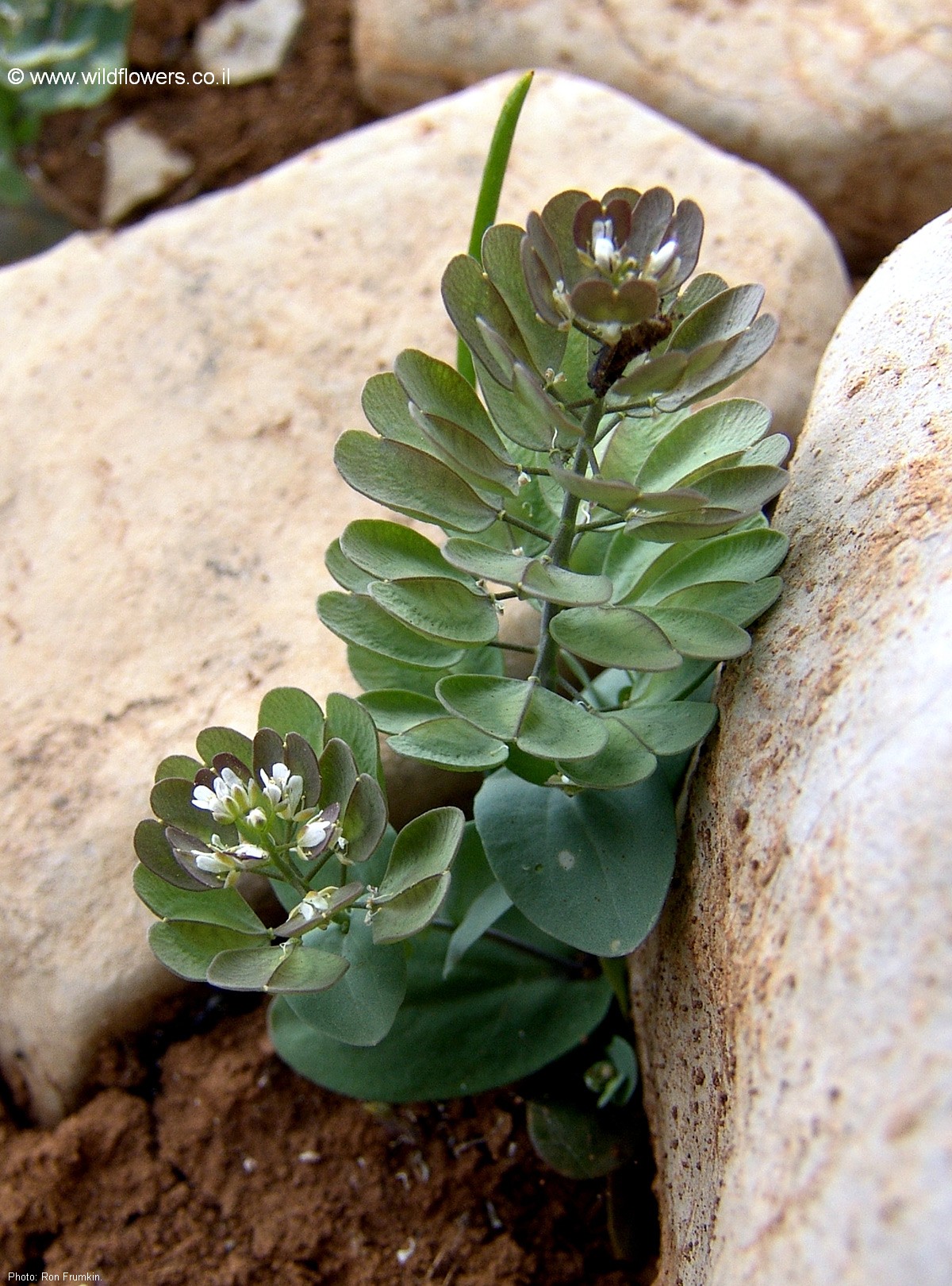 Thlaspi brevicule